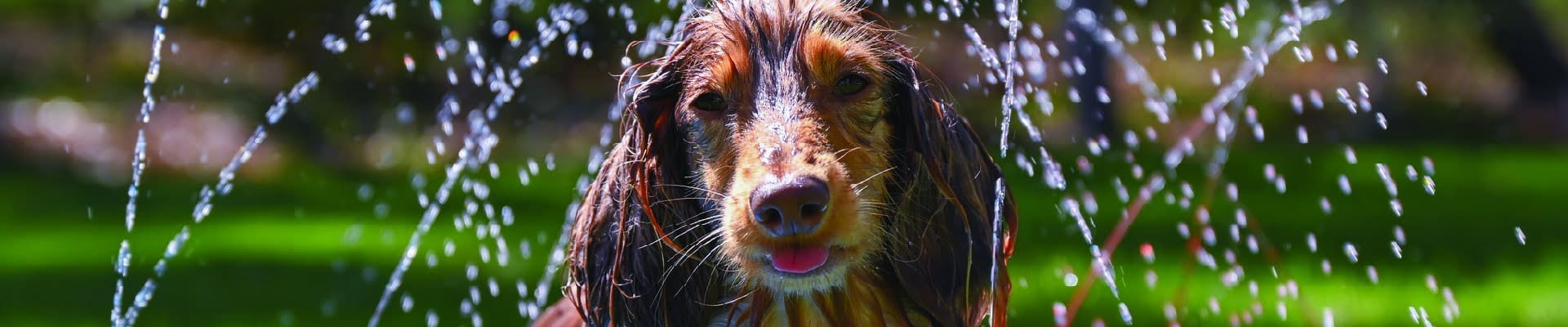 petsmart-header-2023-v2-min